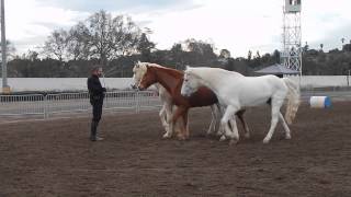 preview picture of video 'Pomona Horse Expo Day 1 with David Lichman Parelli 5-Star Professional'