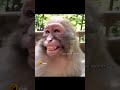 Monkey Bujji Thalli Song