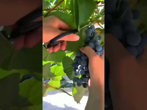 #fruits #trendingshorts