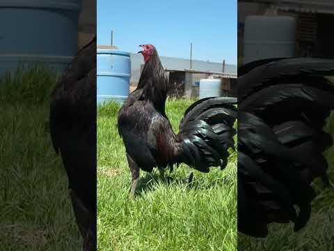 Spring Grove Roberto Ramírez