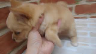 ハーフ犬の動画01