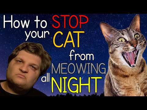 How to Stop your Cat from MEOWING all Night