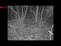 夜明け前の林床でホンドタヌキとニアミスした謎の発光生物？　カエル？【トレイルカメラ：暗視映像】