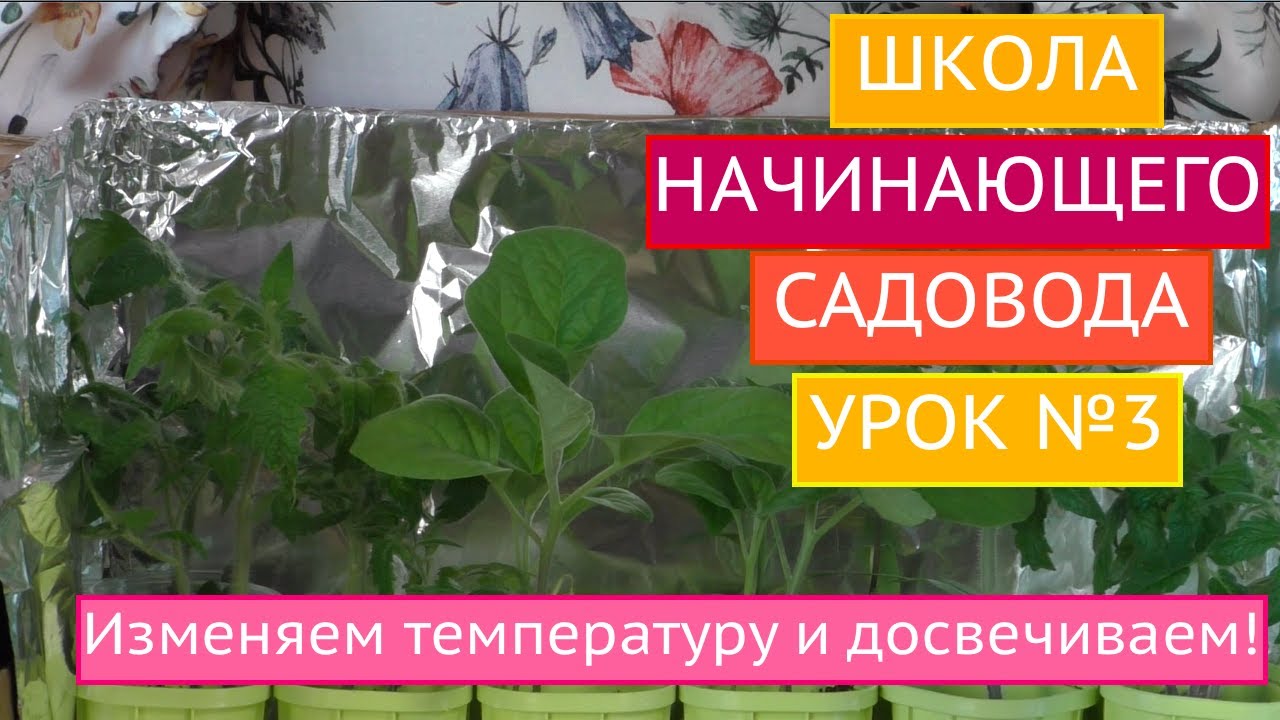 Как добиться правильной температуры и освещенности при выращивании рассады!