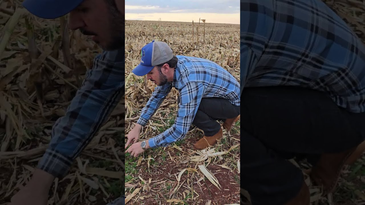 Diferentes fluxos de buva emergindo após a colheita do milho!
