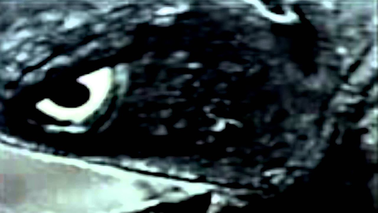 Promotional video thumbnail 4 for Swamp Trash Band USA