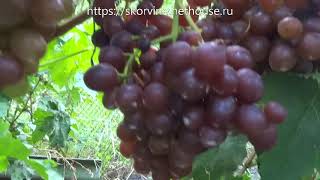 Сорта винограда Сенатор 2017