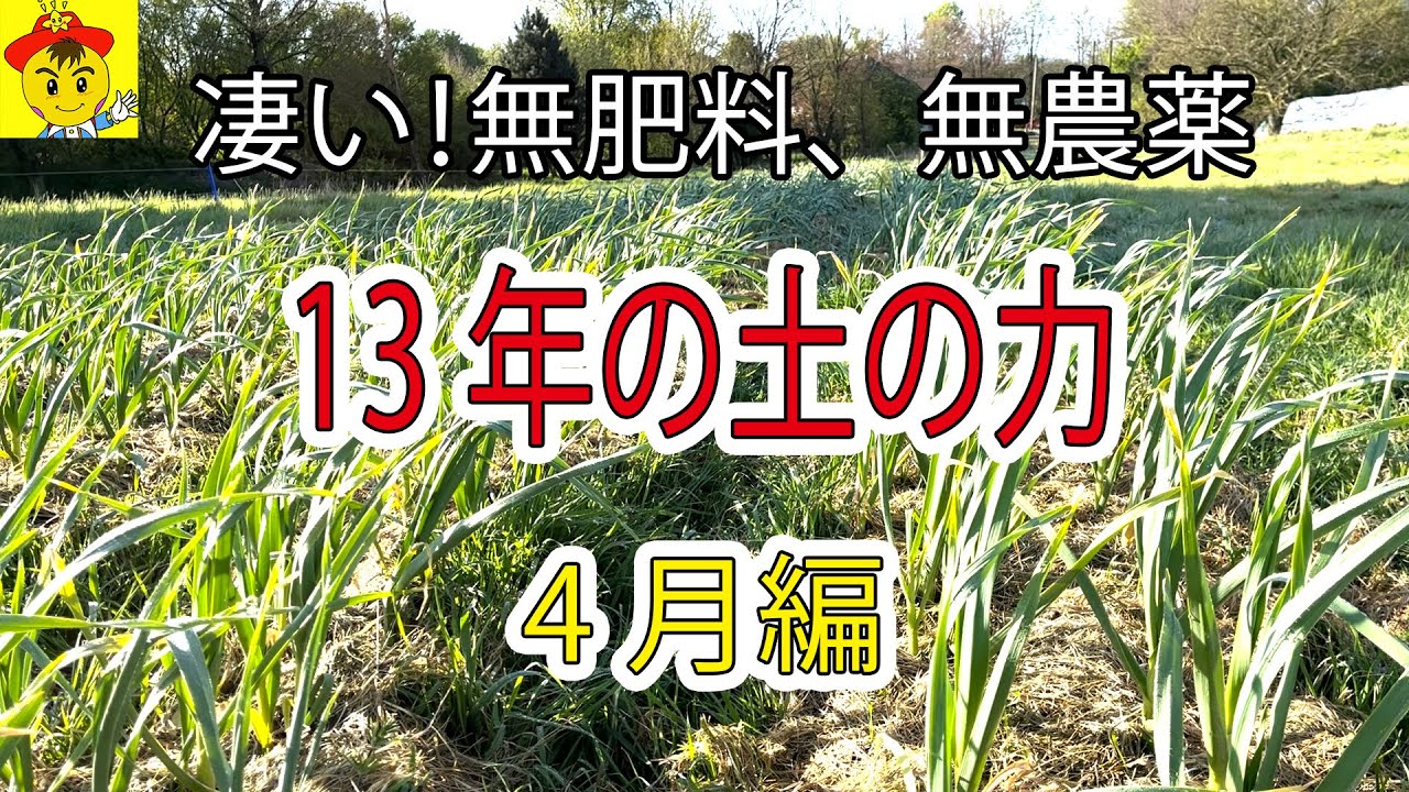 【自然栽培】13年間無肥料・無農薬の畑はどうなっている?4月下旬の育ちと育苗の様子