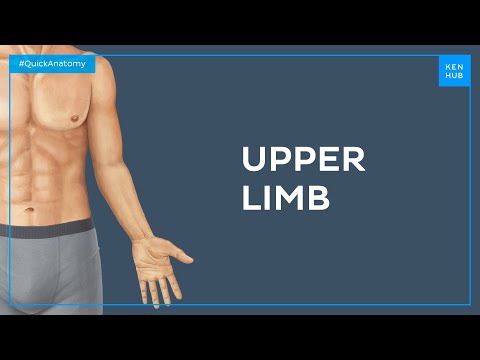 Surface anatomy of the upper limb - Quick Anatomy | Kenhub