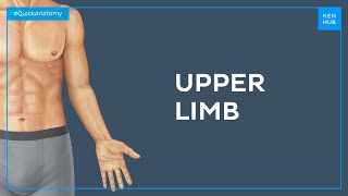 Surface anatomy of the upper limb - Quick Anatomy | Kenhub