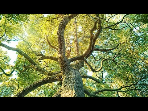 HEBREWS 1-13 “The New Covenant”