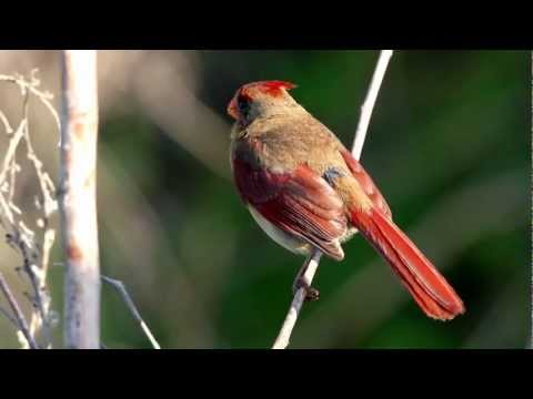 RE: Cardinalis cardinalis