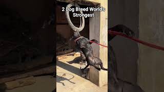 Kangal Shepherd dog and Pitbull World's Strongest Dog Breed 😈 #pitbull #kangal #dog #dogs #shorts
