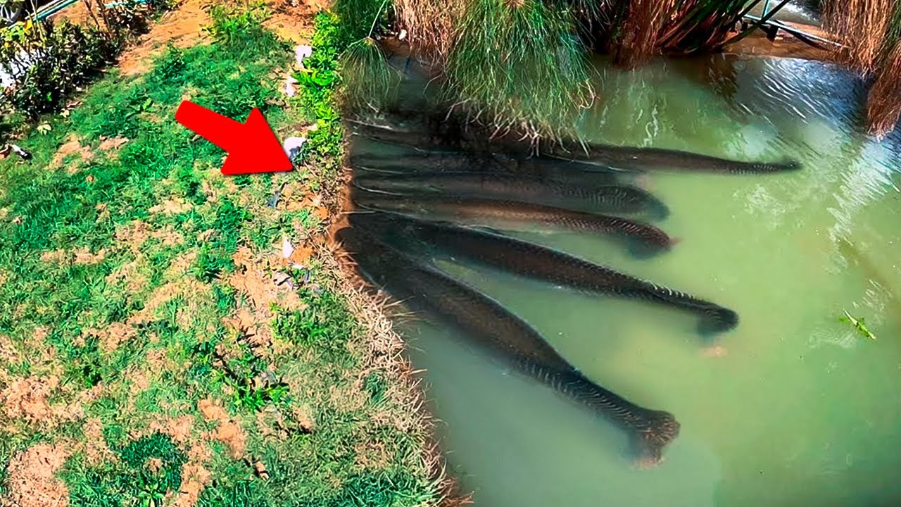 200 Coisas Incríveis Gravadas Pelas Câmeras. O Melhor do Mês