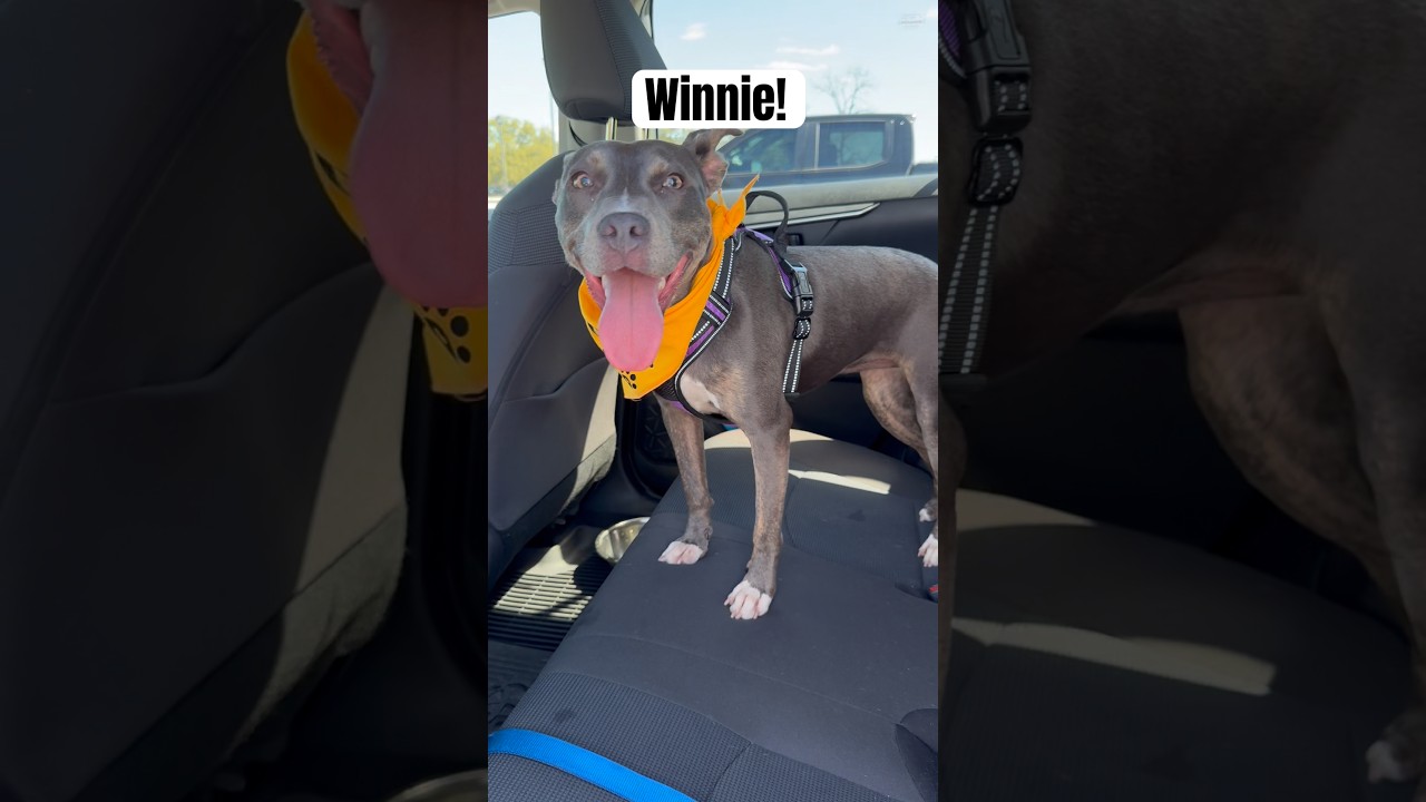 Winnie, a Adoptable Pit Bull Terrier in Webster, TX video 6/6