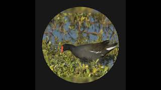 Download lagu Panggilan burung Moorhen mp3 Download lagu Panggilan burung Moorhen mp3