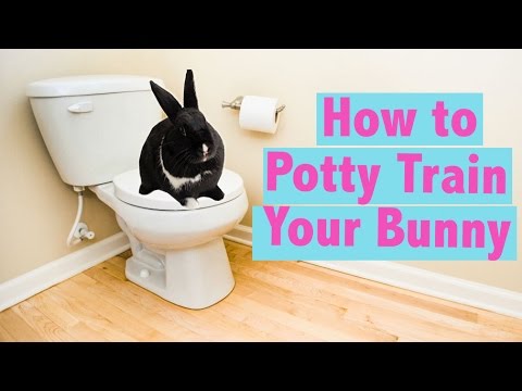 How to Potty Train your Rabbit