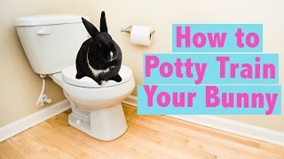 How to Potty Train your Rabbit