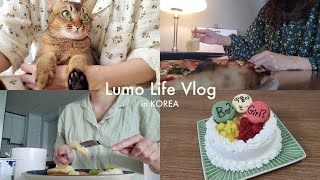 [妊婦生活vlog] ジェンダーリビールケーキで性別発表!! / つわり明けの妊婦の日常 / 猫と韓国暮らし [日韓夫婦]