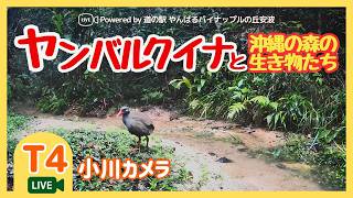 【T4】小川カメラ｜沖縄やんばる生き物LIVE live webcam