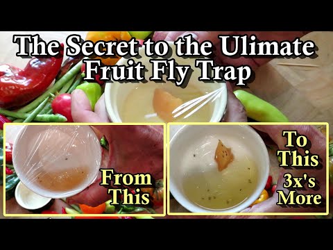 The Secret to the Ultimate Fruit Fly Trap for Garden Harvests (Catch the Kitchen Pests Faster)