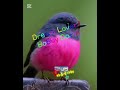 Dream Lover /Bobby Darin#I Walk The Line/Johnny Cash