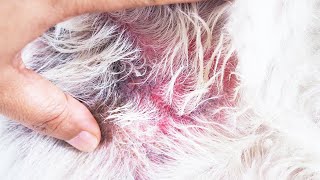 4 Best Dog Ringworm Treatments and Home Remedies