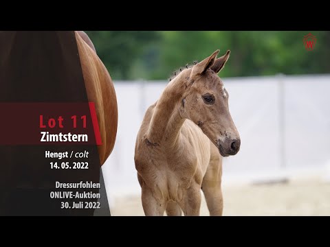 OnLive-Auktion Lot 11 Zimtstern Hengst v. Zackery - Fürst Romancier