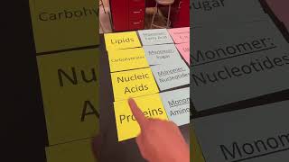 Macromolecule Review Organizer