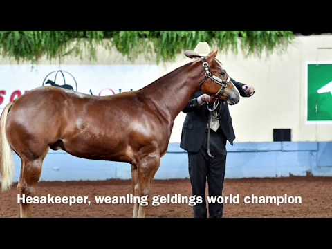 2017 AQHA Weanling Geldings
