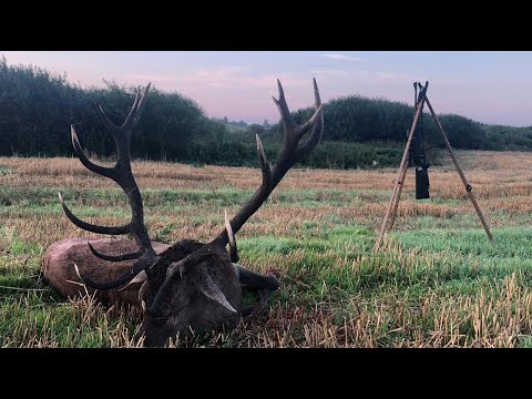 Der erste Tag in Masuren - mehrere Hirsche liegen auf der Strecke