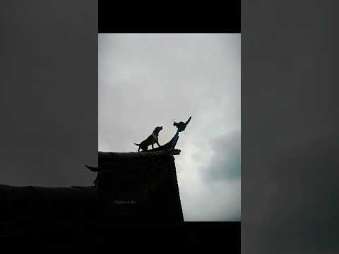 Cats Sigma Moment...💀