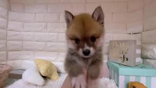 ハーフ犬の動画01