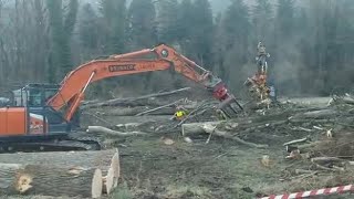 Le ruspe sul bosco ripariale di Bressanone, sparisce un habitat centenario per uccelli e rettili ...