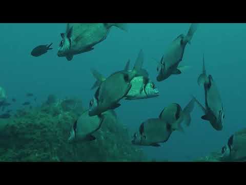 Diplodus vulgaris
