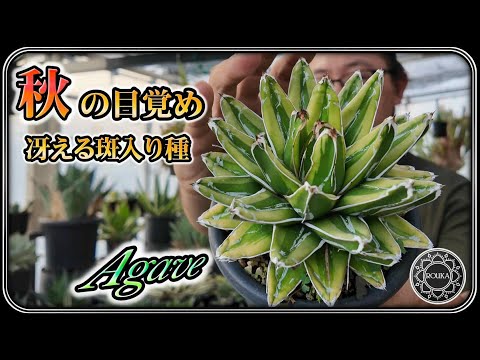 園芸 クイーンビクトリアアガベ