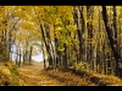 download lagu mp3 mp4 Gedicht Bäume Hermann Hesse, download lagu Gedicht Bäume Hermann Hesse gratis, unduh video klip Download Gedicht Bäume Hermann Hesse Mp3 dan Mp4 Viral Gratis