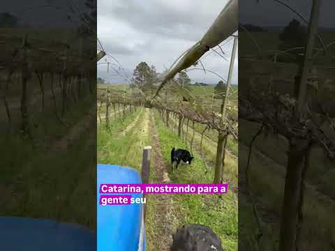 Direto de Vitor Meireles, em Santa Catarina! 🍇 #plantas #agro #fazenda