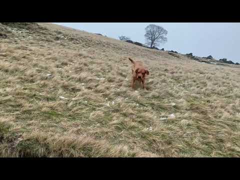 Stanley enjoying a small snow shower.
