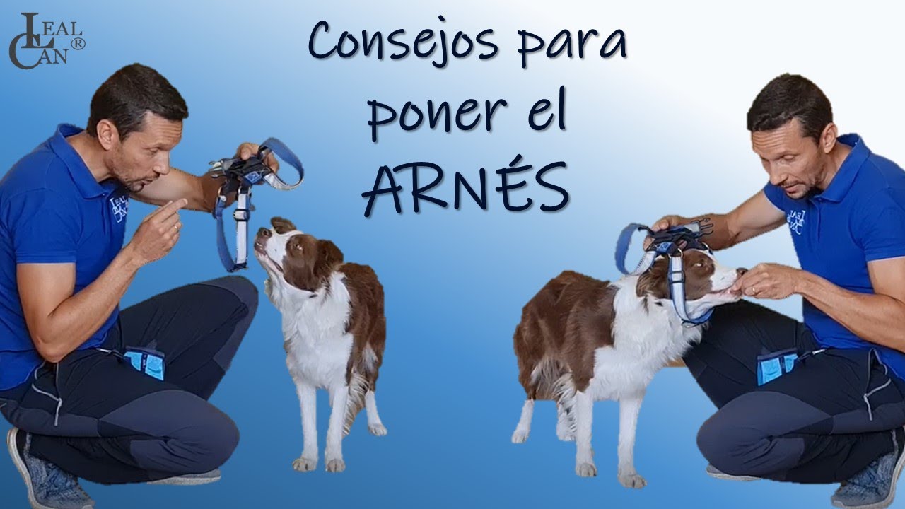Cómo conseguir poner el ARNÉS o PECHERA a un PERRO sin incomodarle | LealCan Adiestramiento