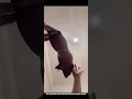 Auntie Don T You Realize Risk Of Putting The Camera Down 🫣 Tiktoklive