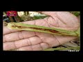 Sangawunu Kahawanu 2021 08 27 Agricultural Programme