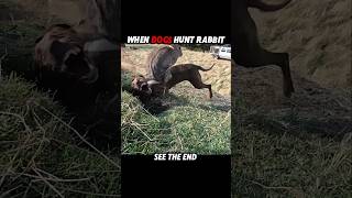 Download lagu Rabbit Outsmarted the Dog… But Not the Cat 🐇😼 #trending #animals #wildlife #cat #dog #shorts mp3