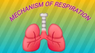 Mechanism of Respiration/ How breathing works # Shorts