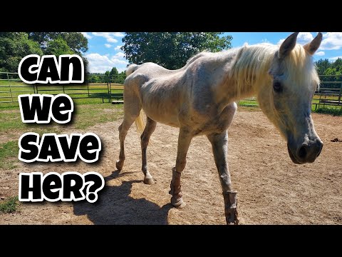 ANIMAL CONTROL Called Us to Save This Emaciated Horse | Is She Too Far Gone?
