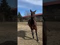 Pouliche pur sang lusitanien 5 ans 