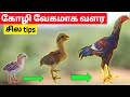 கோழி வேகமாக வளர இதை செய்யுங்கள் Tips For Grow 