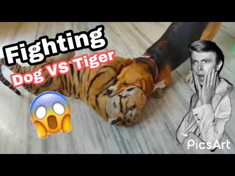 !! Dog VS Tiger 🐯## fighting ## Amazing video ##