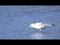 Ring Billed Gulls Feeding On Gunnel