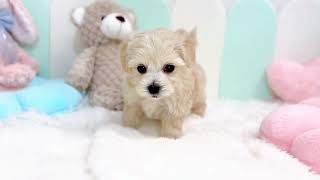 ハーフ犬の動画01